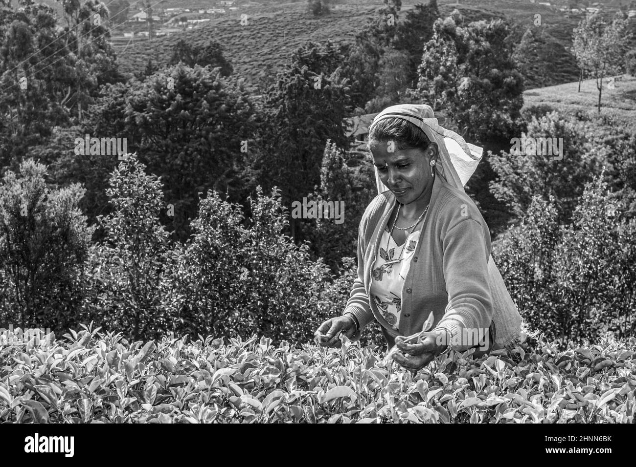 récolte dans les champs de thé, cueilleur de thé dans les hautes terres Banque D'Images