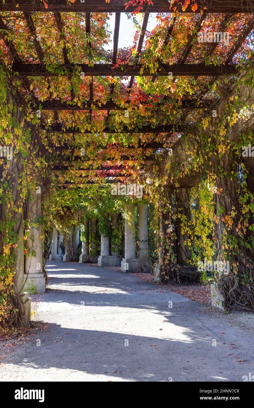 Pergola à Wroclaw un jour ensoleillé d'automne, feuilles colorées de la Virginie rampante sur un fond de ciel bleu, parc Szczytnicki, Wroclaw, Pologne. Je Banque D'Images