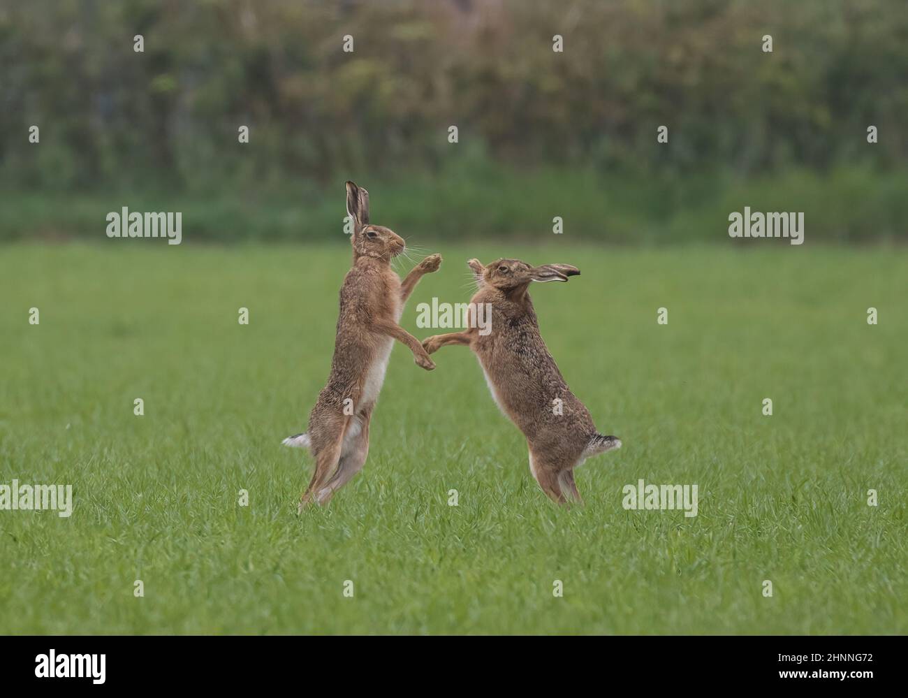 Dansons-nous ? Une paire de bruns de boxe dans un champ de blé framers . Suffolk, Royaume-Uni Banque D'Images