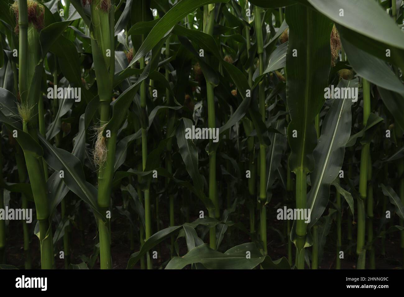 Belle vue détaillée sur les textures des champs de blé et de culture en Europe du Nord Banque D'Images
