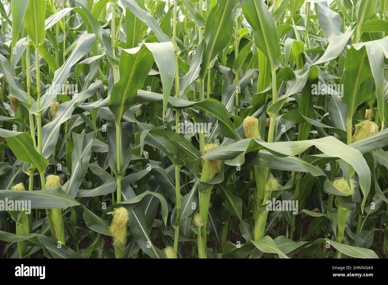 Belle vue détaillée sur les textures des champs de blé et de culture en Europe du Nord Banque D'Images