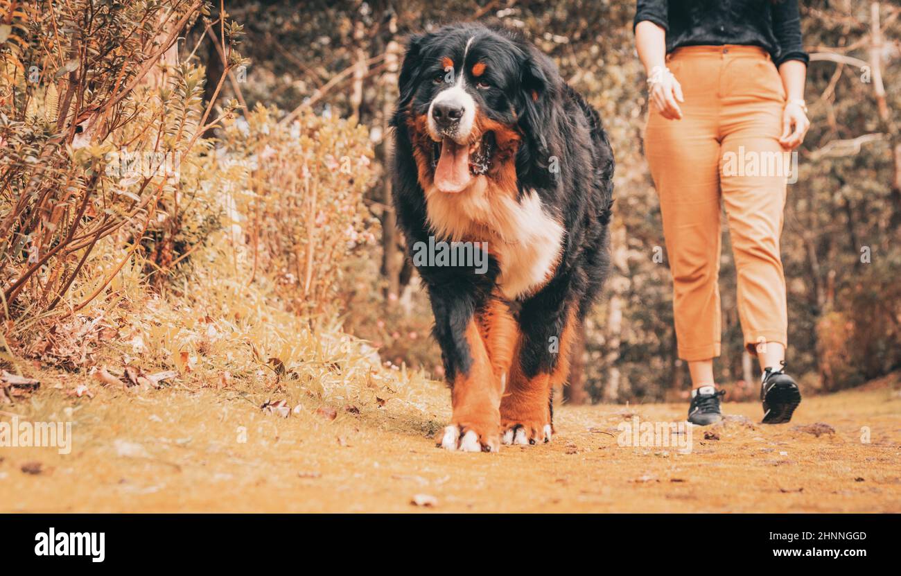 Race de chien Bouvier bernois, chiens de race pure avec pedigree, belle apparence. Banque D'Images