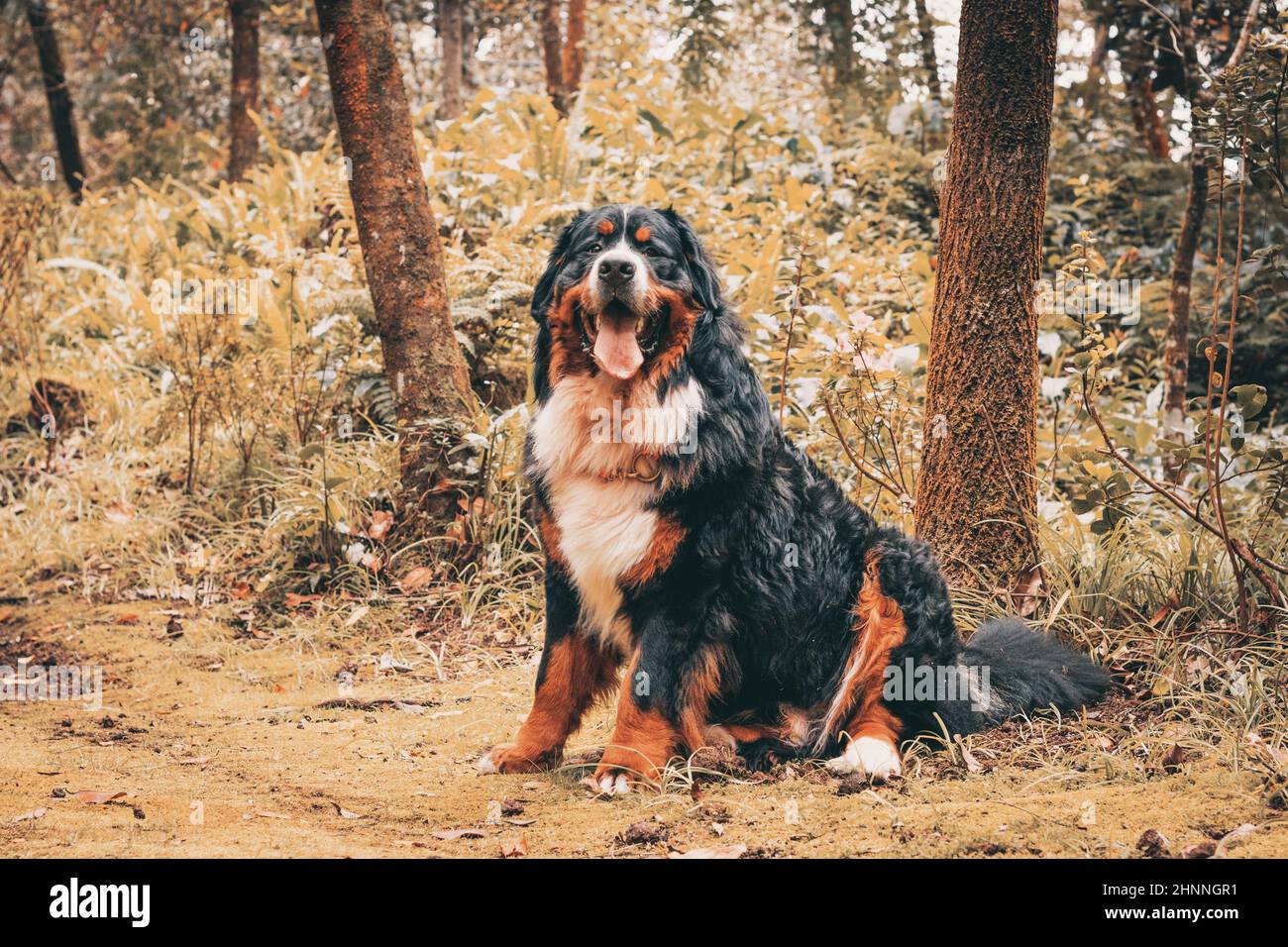 Race de chien Bouvier bernois, chiens de race pure avec pedigree, belle apparence. Banque D'Images