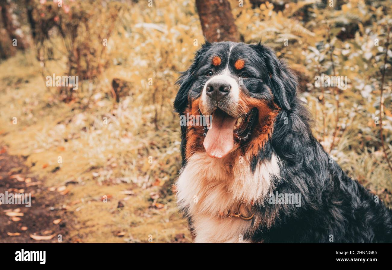 Race de chien Bouvier bernois, chiens de race pure avec pedigree, belle apparence. Banque D'Images