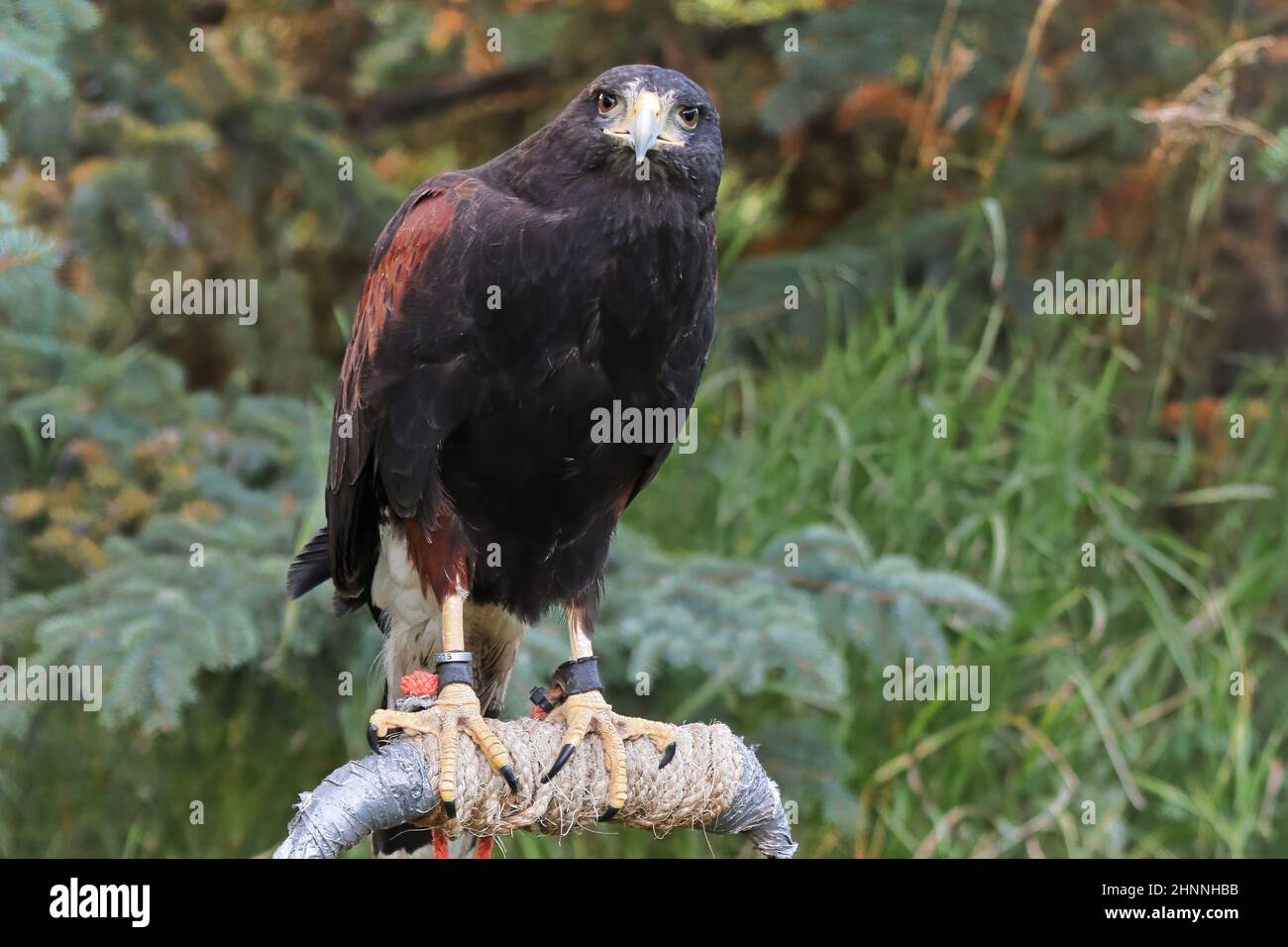 Un Harris's Hawk assis sur un perchoir. Banque D'Images