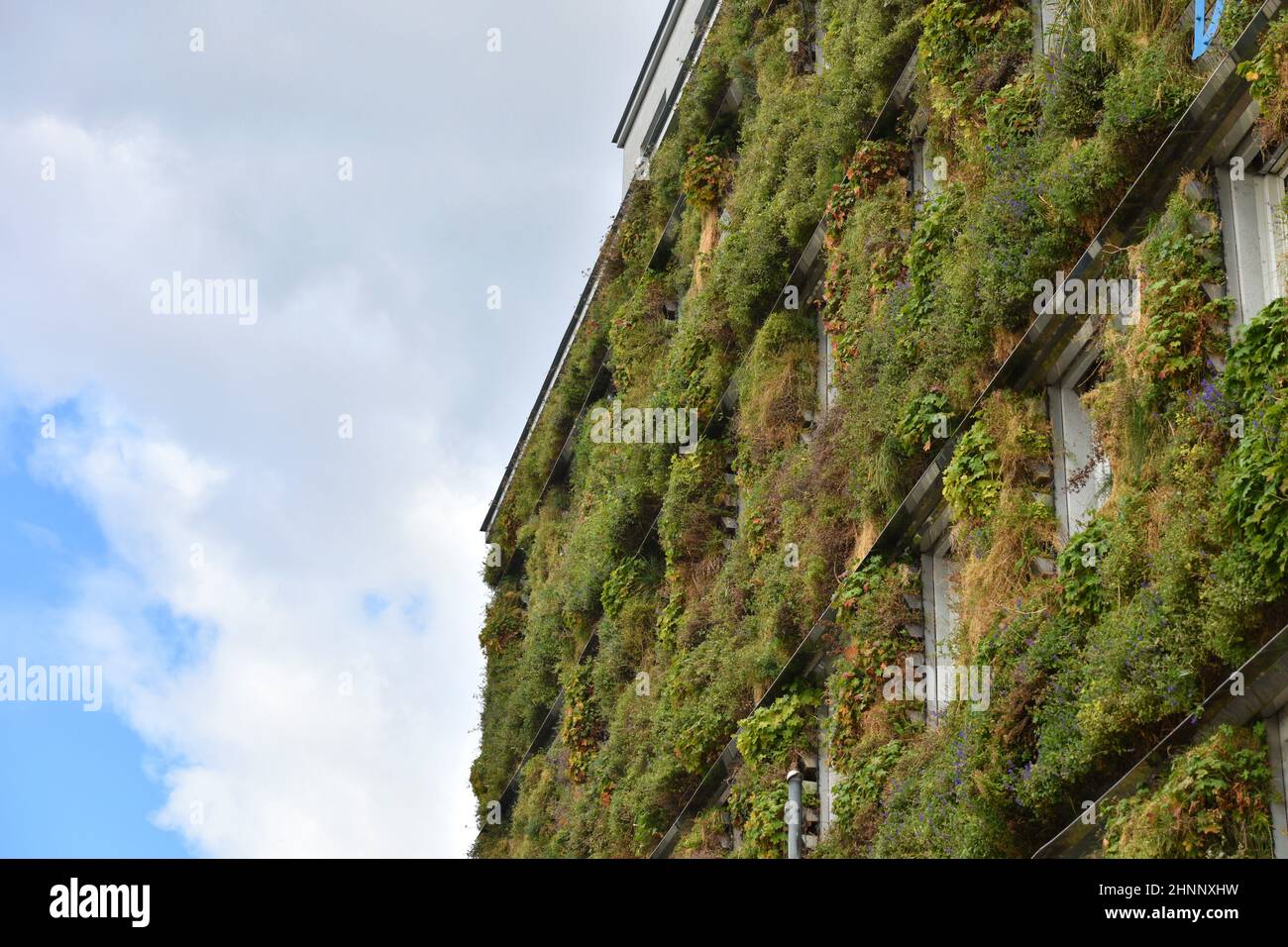 Begrünte Fassade der Magistrasabteilung 48 (Abfallwirtschaft) der Stadt Wien, Österreich, Europa - façade verte de Magistrasabteilung 48 (gestion des déchets) de la ville de Vienne, Autriche, Europe Banque D'Images