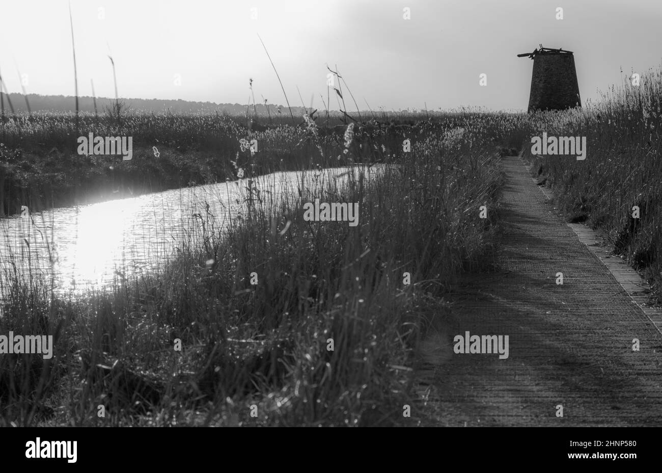 Reedbeds Walberswick Suffolk Royaume-Uni Banque D'Images