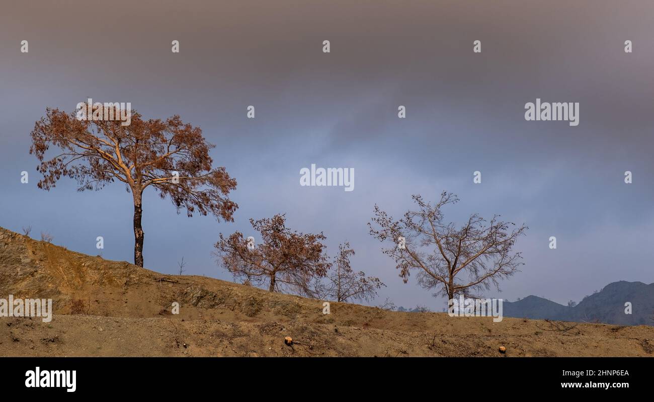 Des arbres ont brûlé au bord de la falaise de montagne au coucher du soleil. Nature catastrophe feu de forêt Banque D'Images