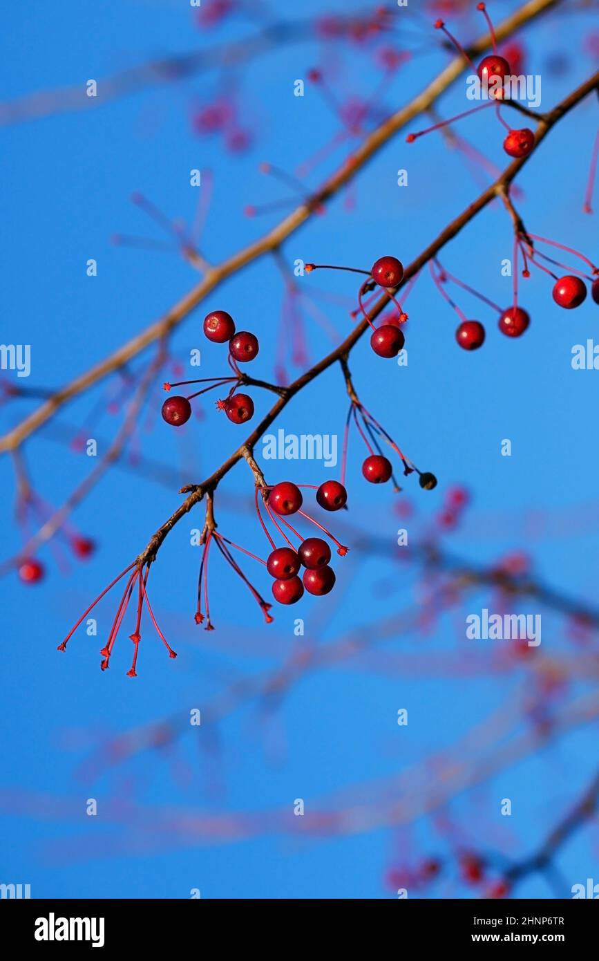 Branche avec des pommes paradisiaques sur fond de ciel bleu. Beau fond avec les petites pommes mûrissant sur une branche un jour ensoleillé. Banque D'Images