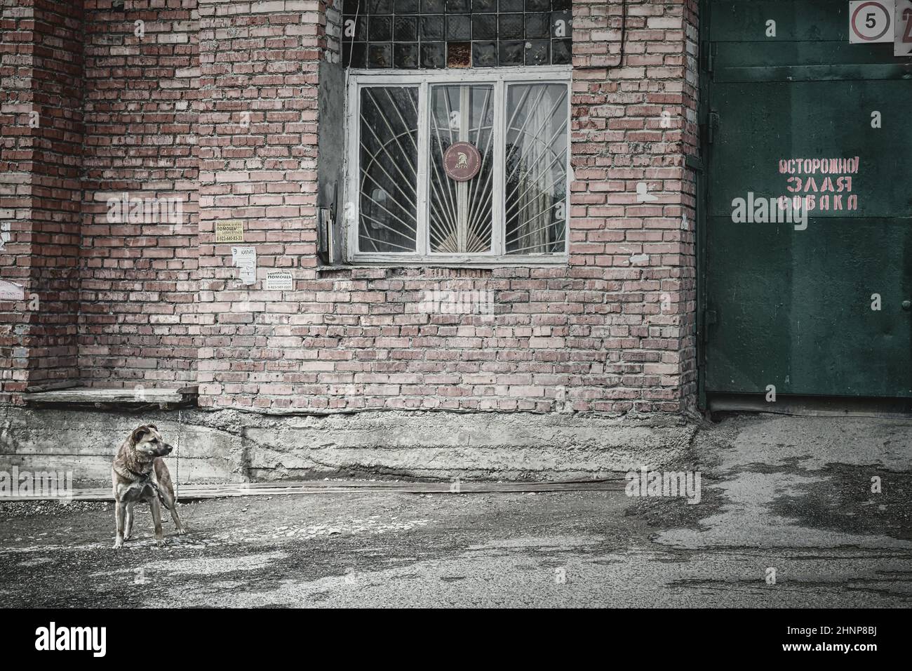 15th mai 2016, Russie, chien dans la rue Banque D'Images