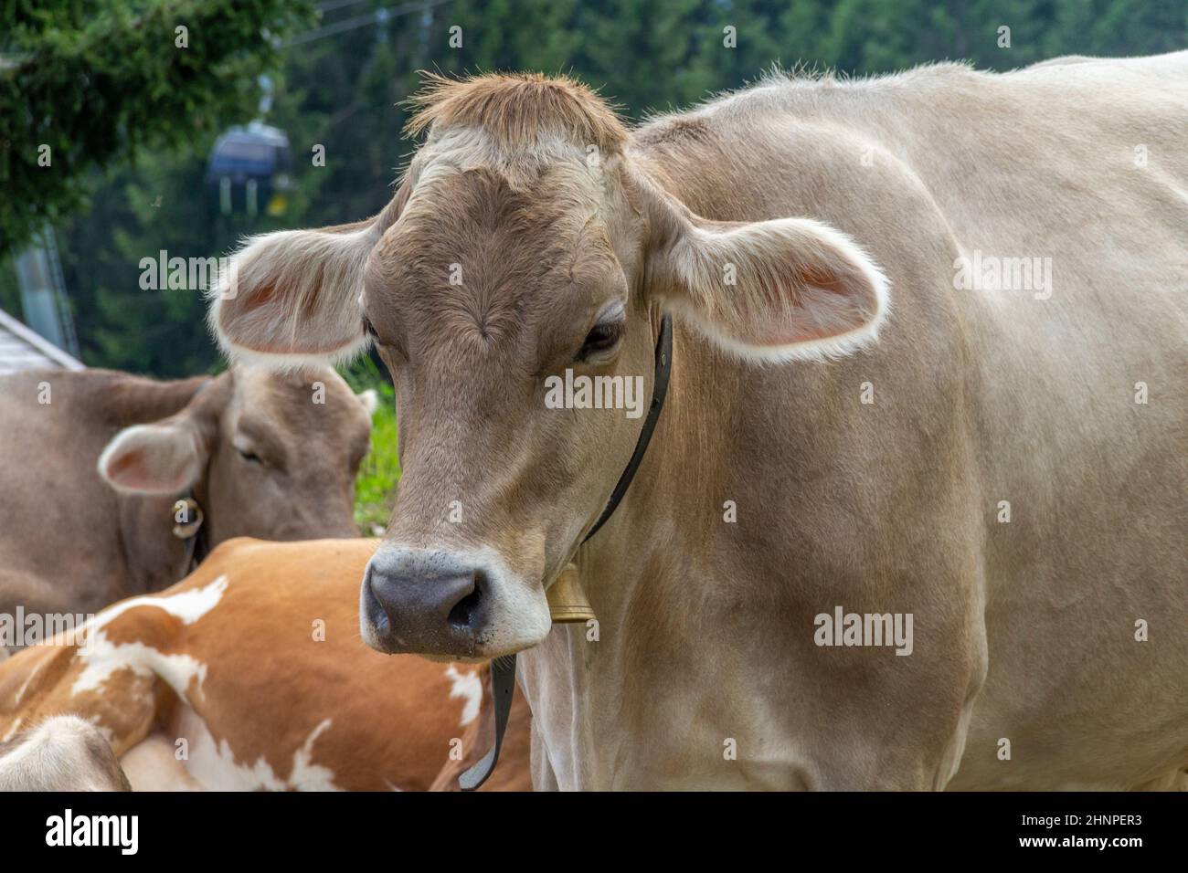Quelques bovins vus dans le Tyrol, un district en Autriche Banque D'Images