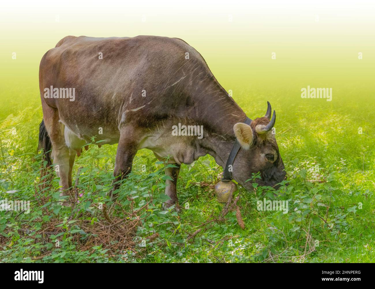 Vache à cornes avec cloche vue dans le Tyrol, un district en Autriche Banque D'Images
