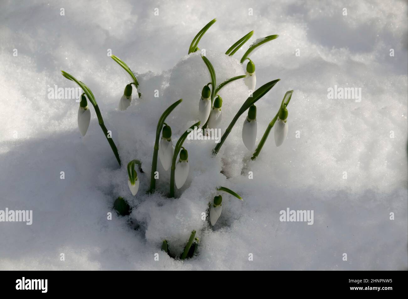 Chutes de neige blanches fraîches dans le jardin de neige au début du printemps, Sofia, Bulgarie Banque D'Images
