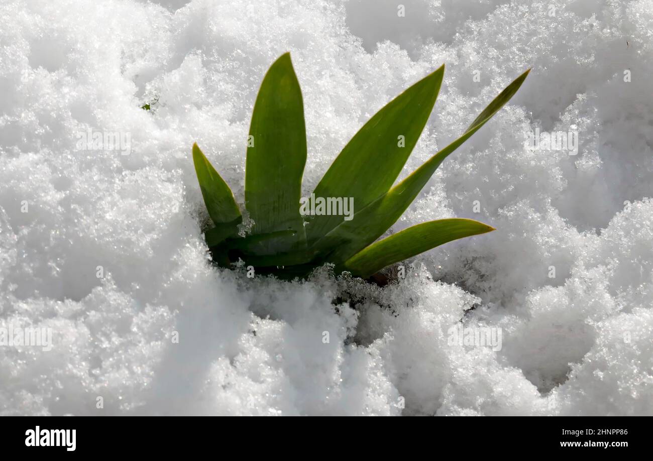 Feuilles neigeuses d'iris vivace en gros plan en hiver, Sofia, Bulgarie Banque D'Images