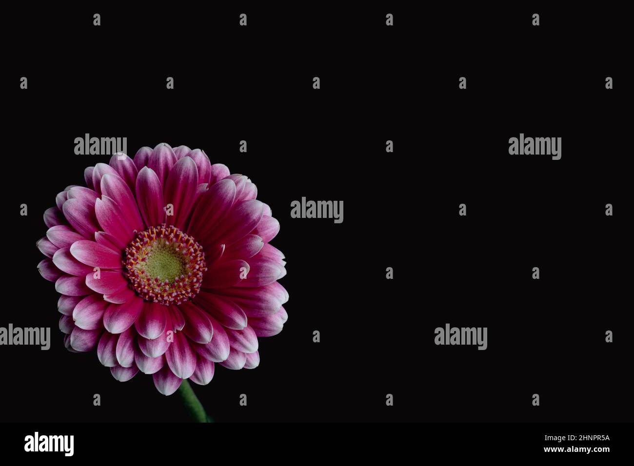 Gerbera rose, fleur simple avec sur fond arrière-plan. Photographie florale. Banque D'Images