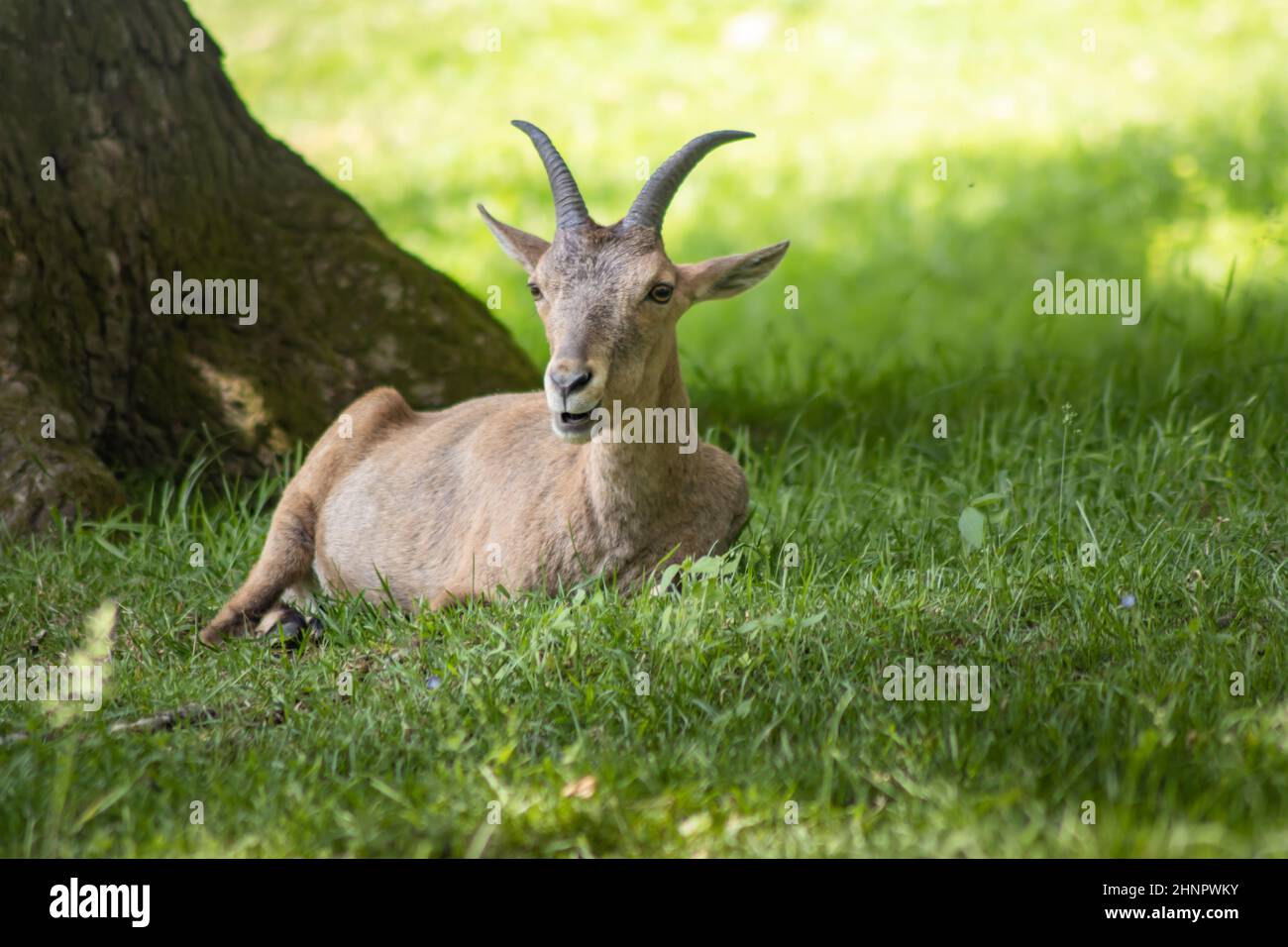 L'Ibex du Caucase de l'Ouest ou Kuban-Tur (Capra caucasica) est une espèce sauvage de chèvre originaire du Caucase de l'Ouest. Banque D'Images