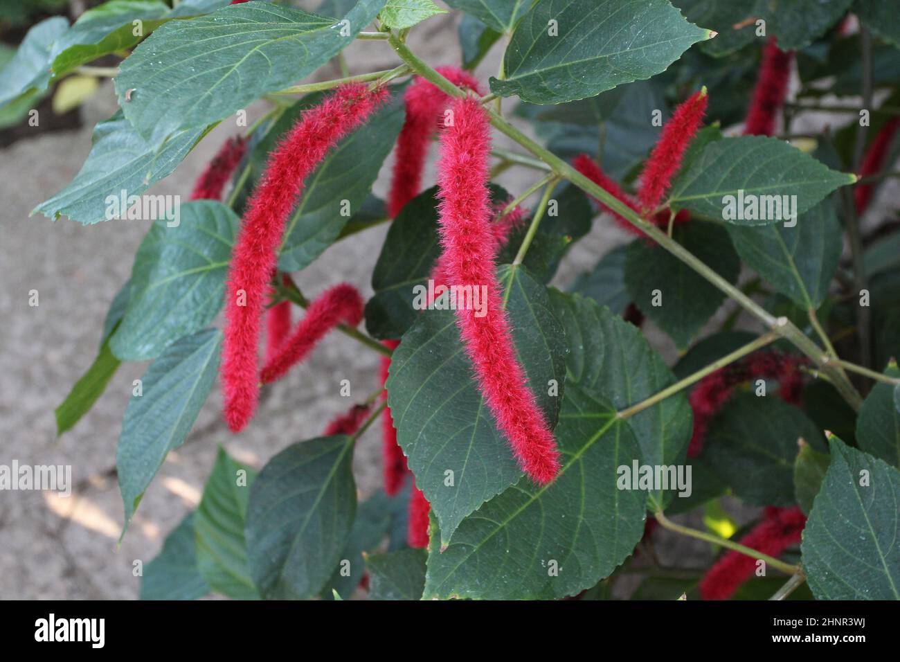 Gros Plan De La Queue De Chat Ou De La Chenille Plante Pendent Fleurs Acalypha Hispida Photo Stock Alamy