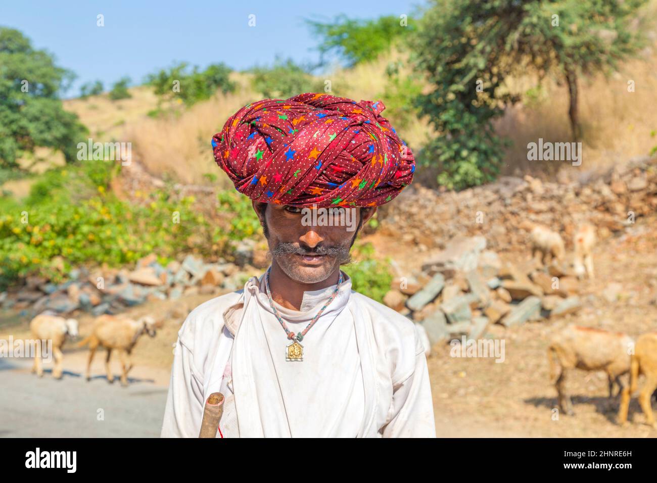 Un homme tribal Rajasthani portant un turban rouge traditionnel coloré et protège les chèvres Banque D'Images