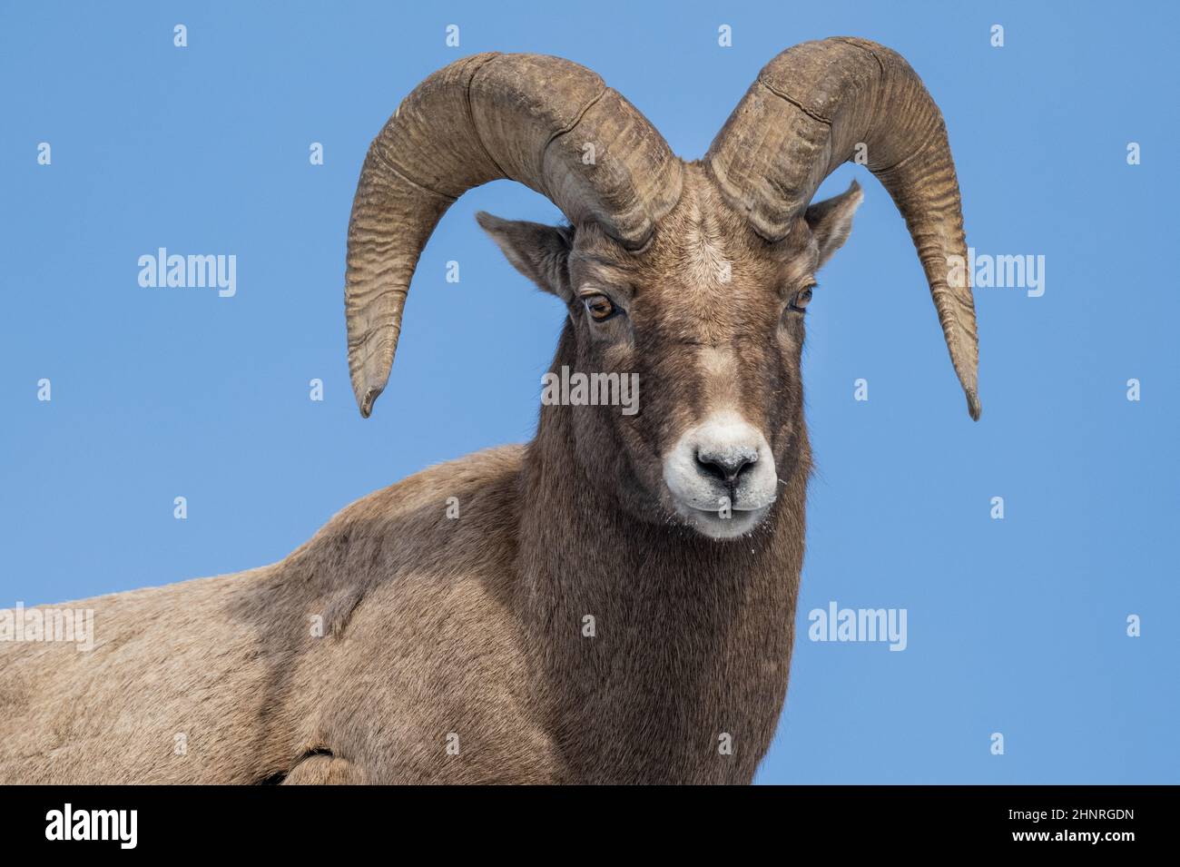 Big Horn Sheep dans le parc Yellowstone Banque D'Images