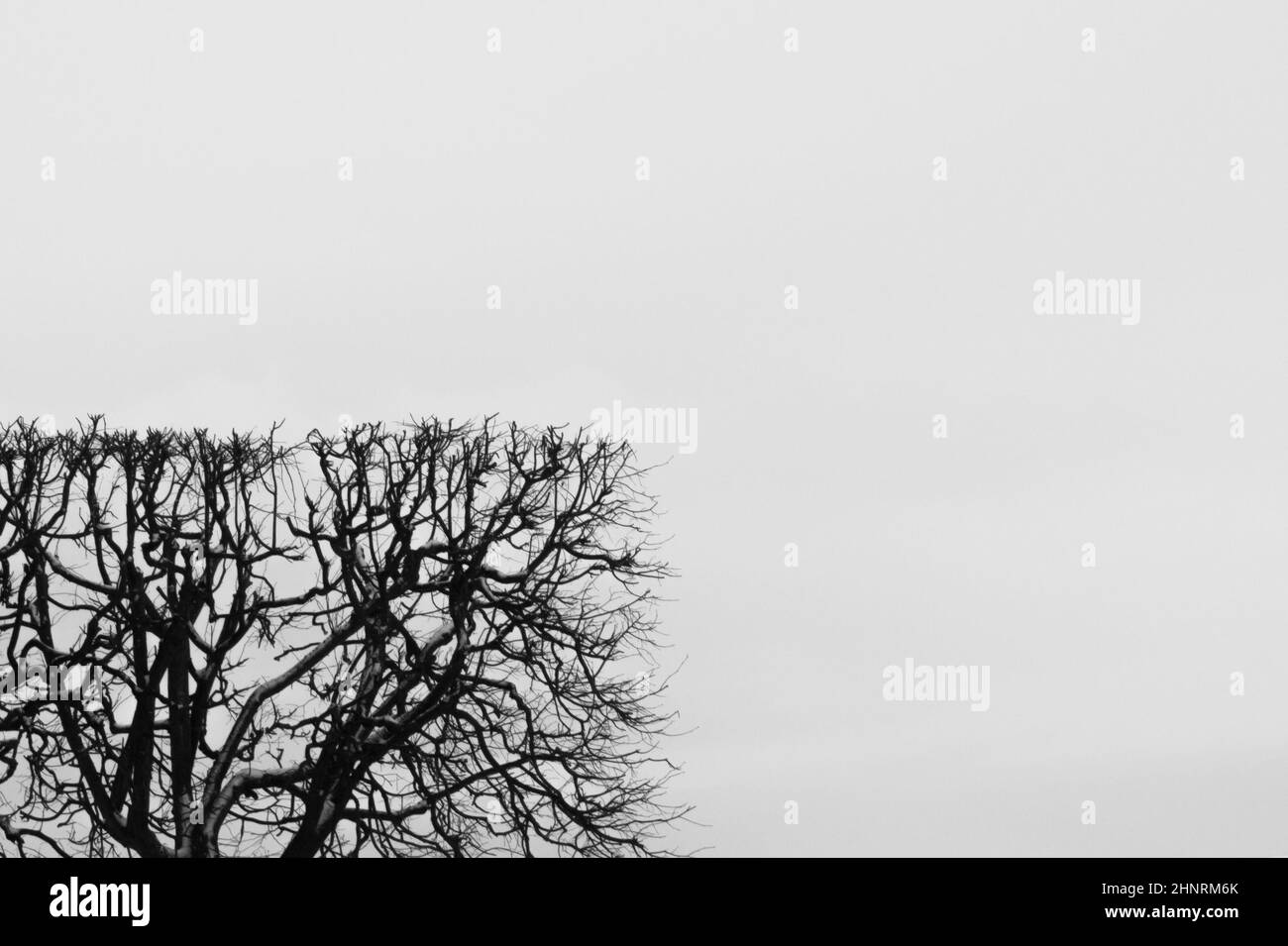 Bague en forme de carré. Couverture taillée avec forme géométrique. Concept de nature avec espace de copie. Branches d'arbre contre le ciel Banque D'Images
