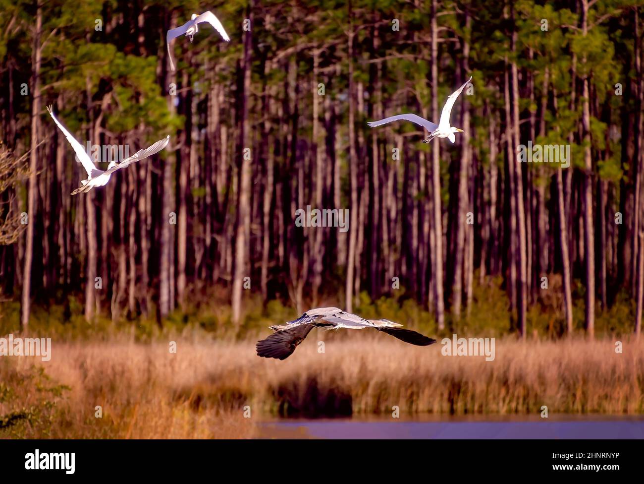 Un grand héron bleu (Ardea herodias) vole sous trois grands aigrettes en vol sur les rives de la rivière West Fowl, le 16 février 2022, à Coden, en Alabama. Banque D'Images