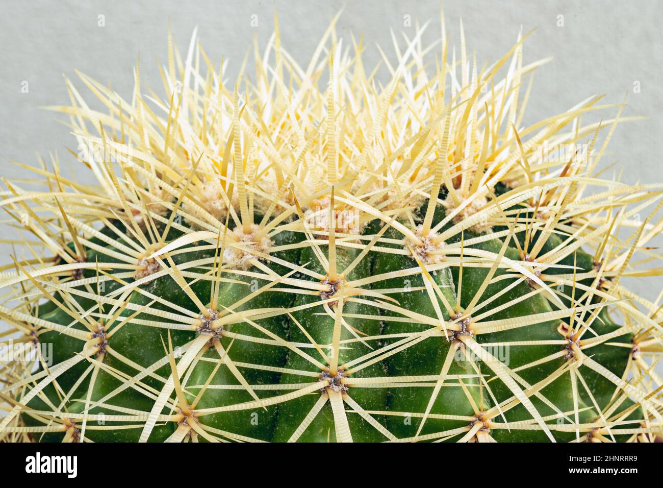 les cactus, sont collectivement connus sous le nom de cactus, cactus ou cactus. Cette famille est originaire d'Amérique. Cependant, il y a une exception, Rhipsalis baccifera, Banque D'Images