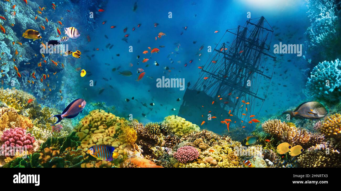 Un naufrage en mer. Monde sous-marin. Poissons de corail de la mer Rouge. Égypte Banque D'Images