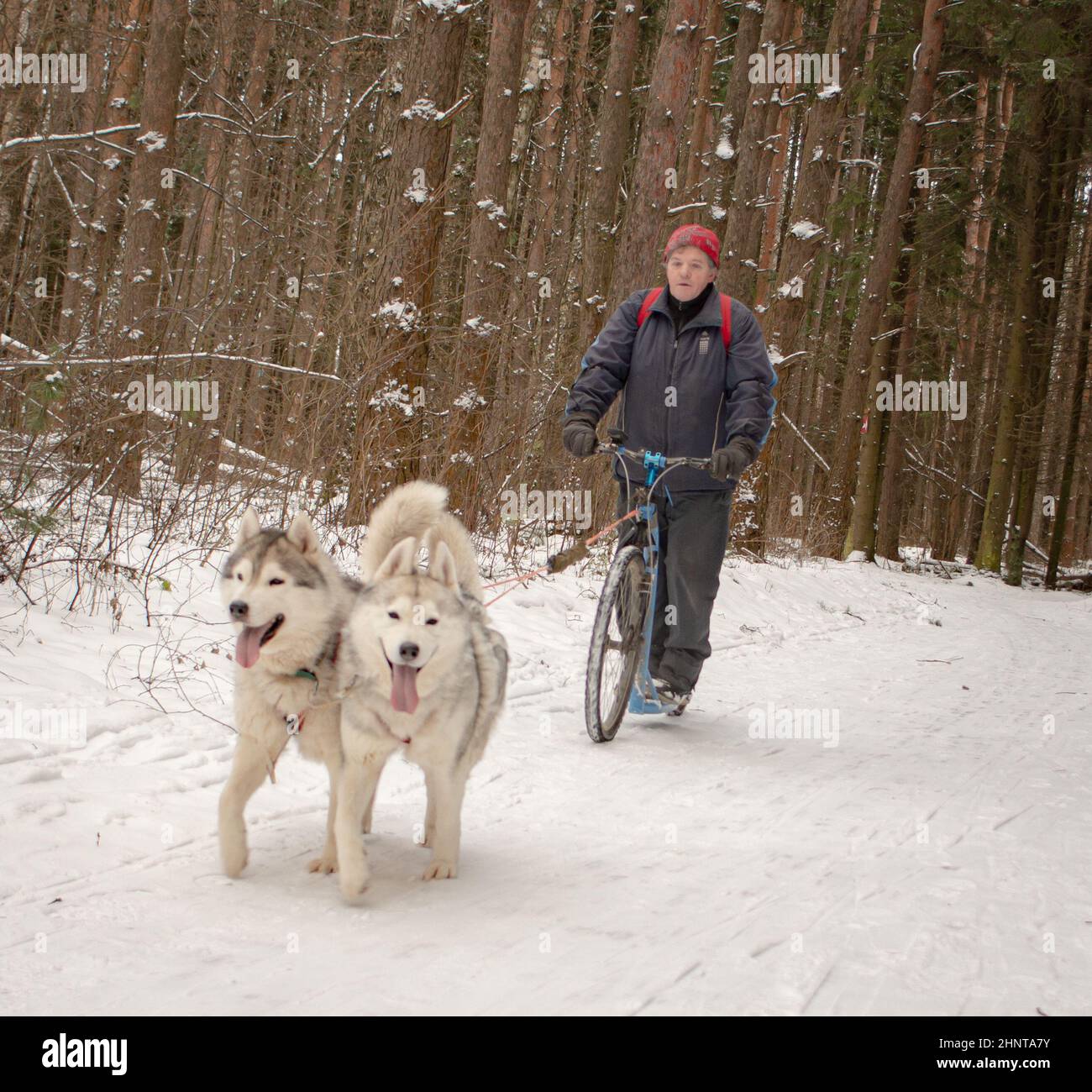 06th de janvier 2020, Russie, région de Moscou, équipe de chiens avec vélo Banque D'Images