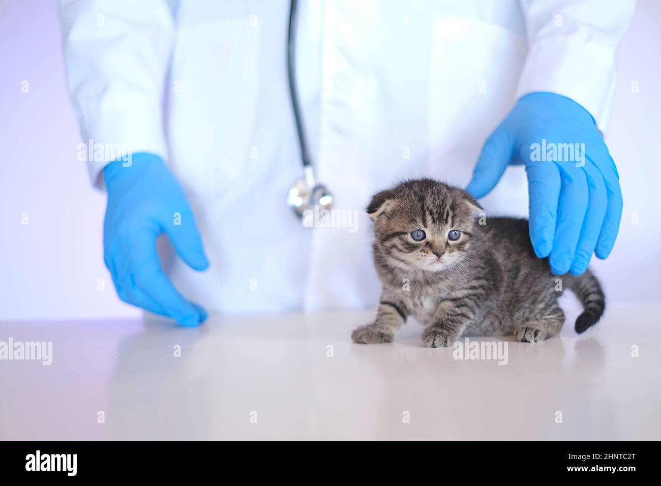 Chaton dans une clinique vétérinaire.chaton et vétérinaire.Scottish plient chaton dans les mains d'un vétérinaire en gants médicaux bleus . Chaton de bébé. Banque D'Images