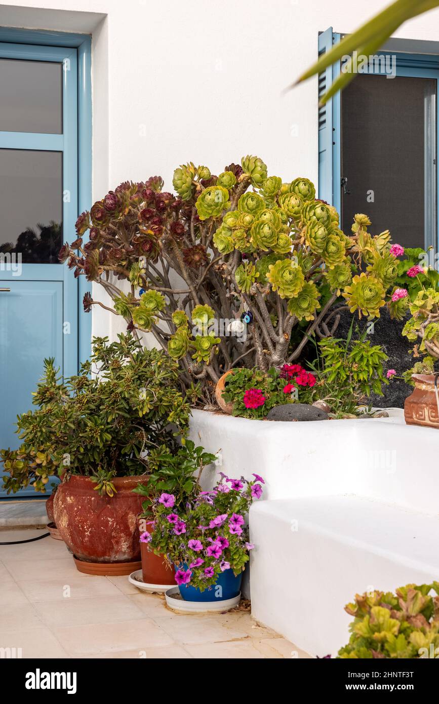 Fleurs dans des pots en céramique en face d'une maison blanchie à la chaux à Imerovigli sur l'île de Santorini Banque D'Images