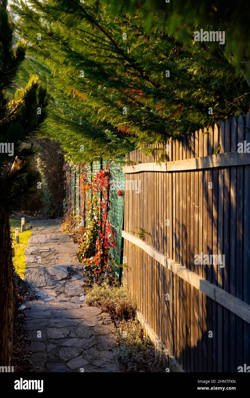 lumière du matin sur un chemin de jardin avec clôture en bois et arbres verts aux couleurs intenses Banque D'Images
