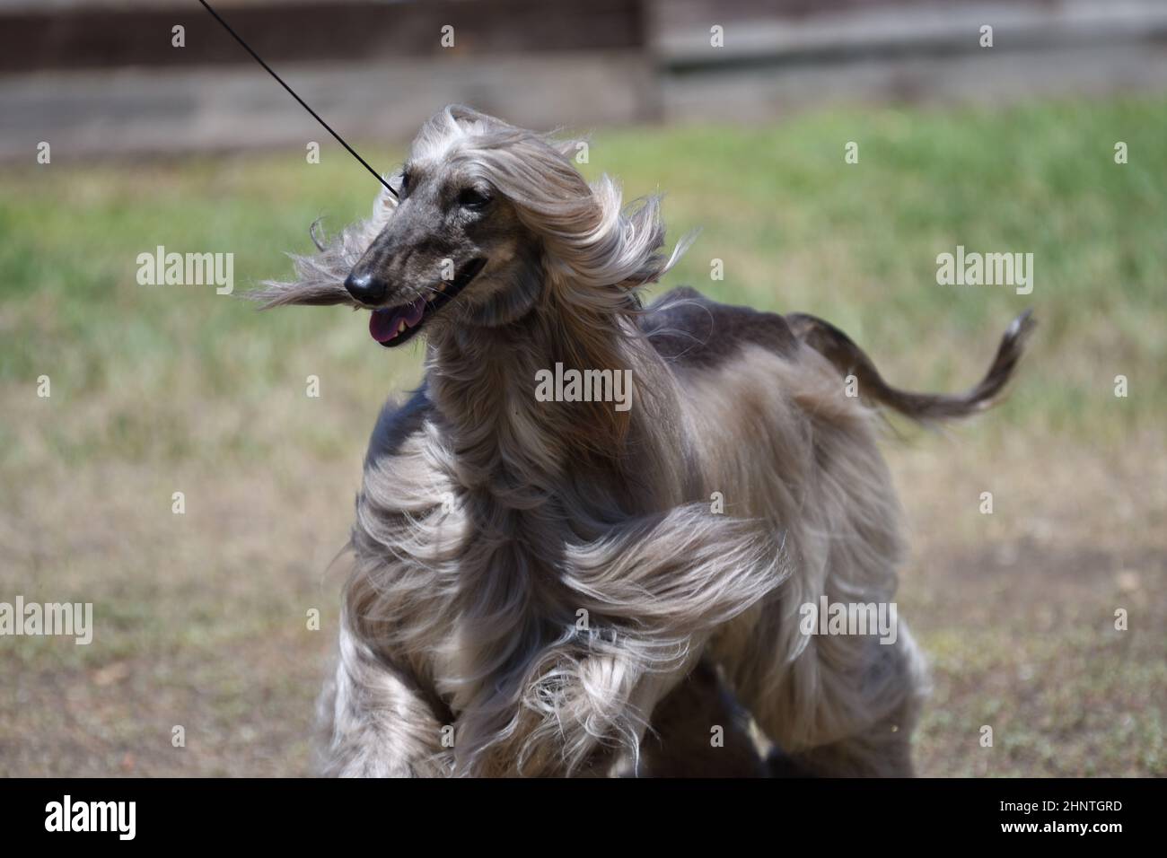 cynodrome afghan, ou afghan - race de chiens de chasse Banque D'Images