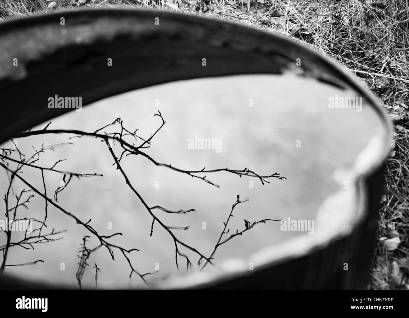 réflexion d'arbres dans le baril d'eau noir et blanc Banque D'Images