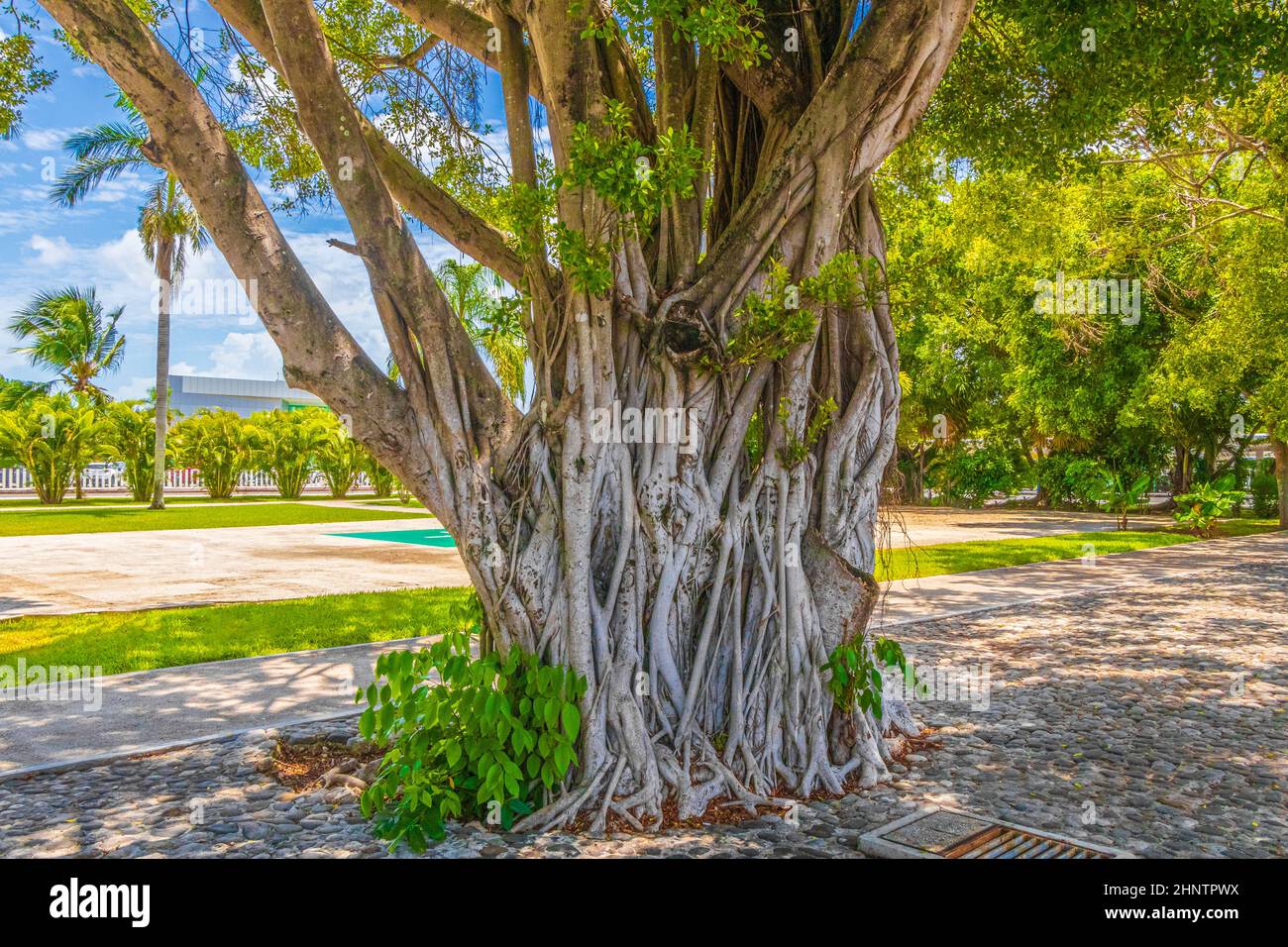 Grand arbre de ficus tropical dans le parc à l'aéroport de Cancún à Quintana Roo Mexique. Banque D'Images