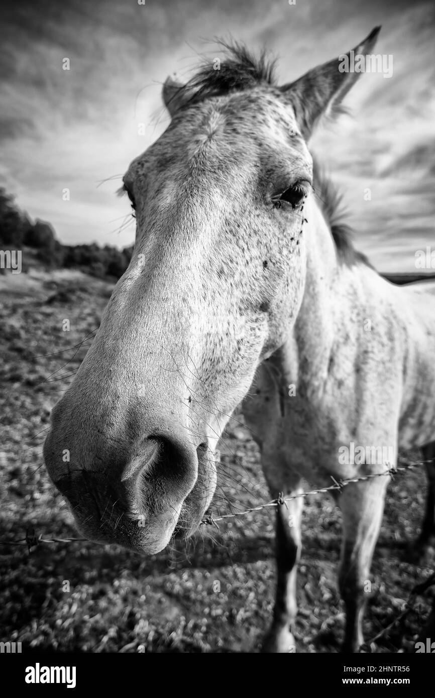 Détail des animaux qui se nourrissent dans une ferme, animal mammifère domestiqué Banque D'Images