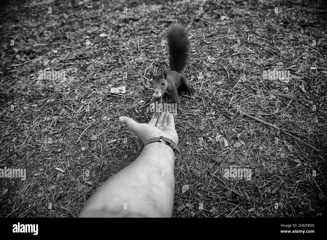 Détail de l'alimentation d'un animal sauvage dans la forêt, la faune et la nature Banque D'Images