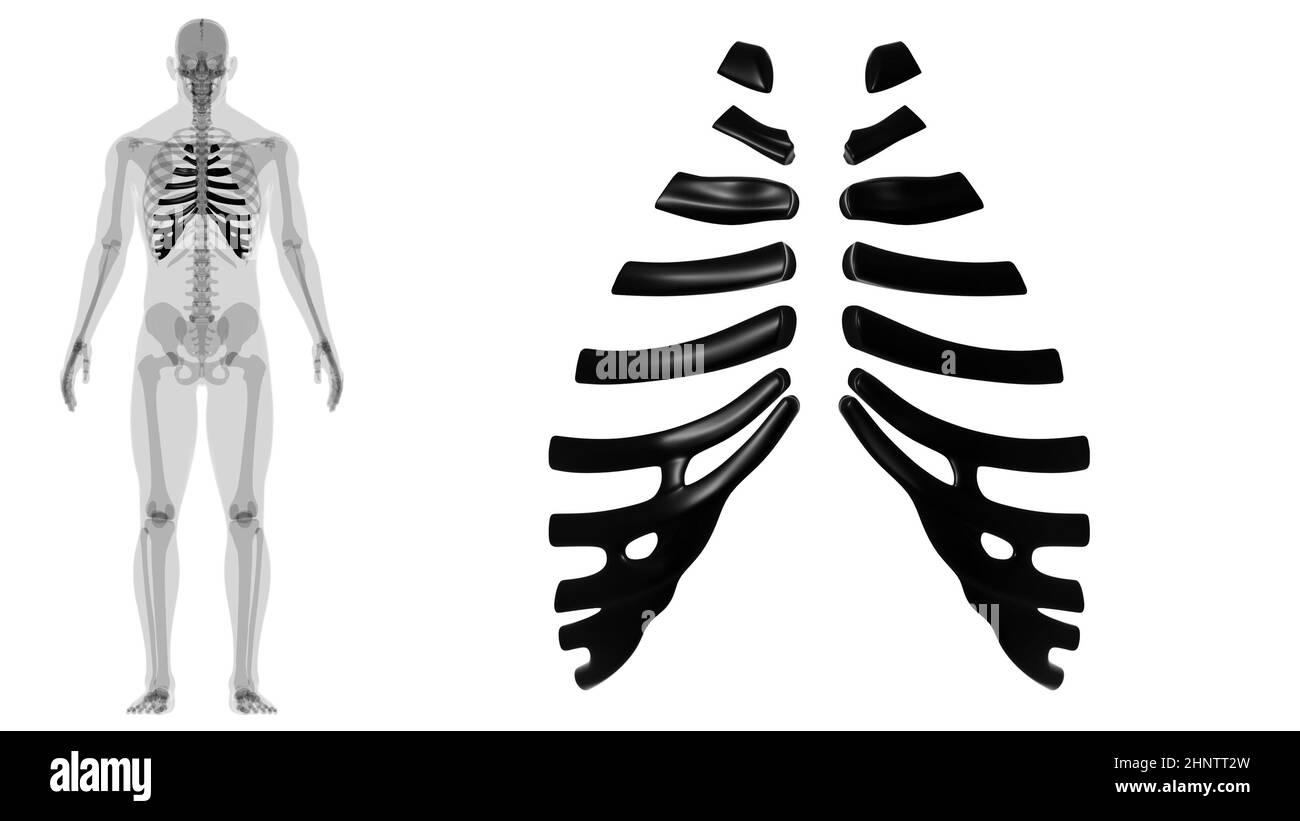 Anatomie du squelette humain cartilage de type Costal 3D Rendering for Medical concept Banque D'Images