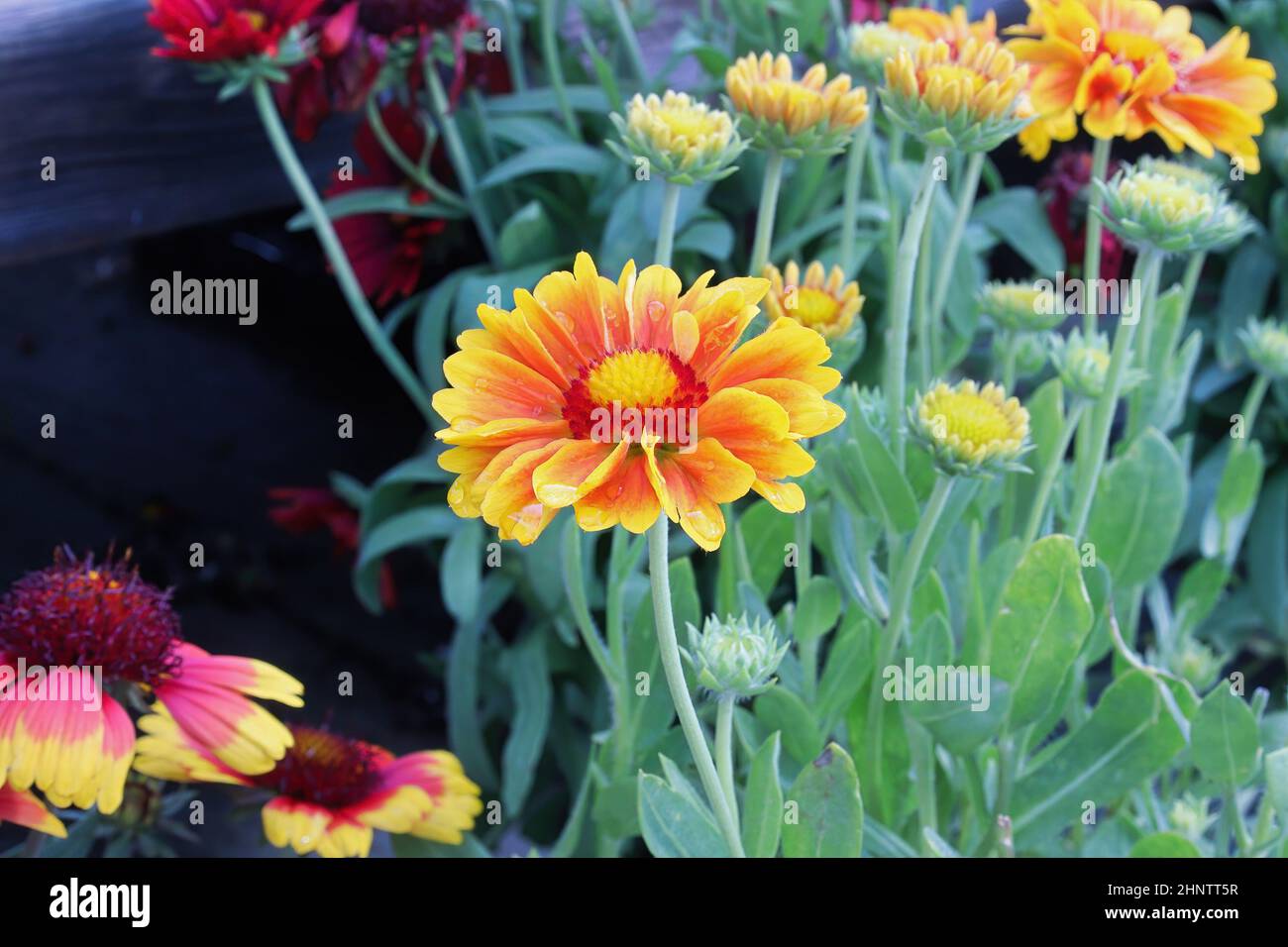 Gros plan de fleurs de couverture jaune et orange. Banque D'Images