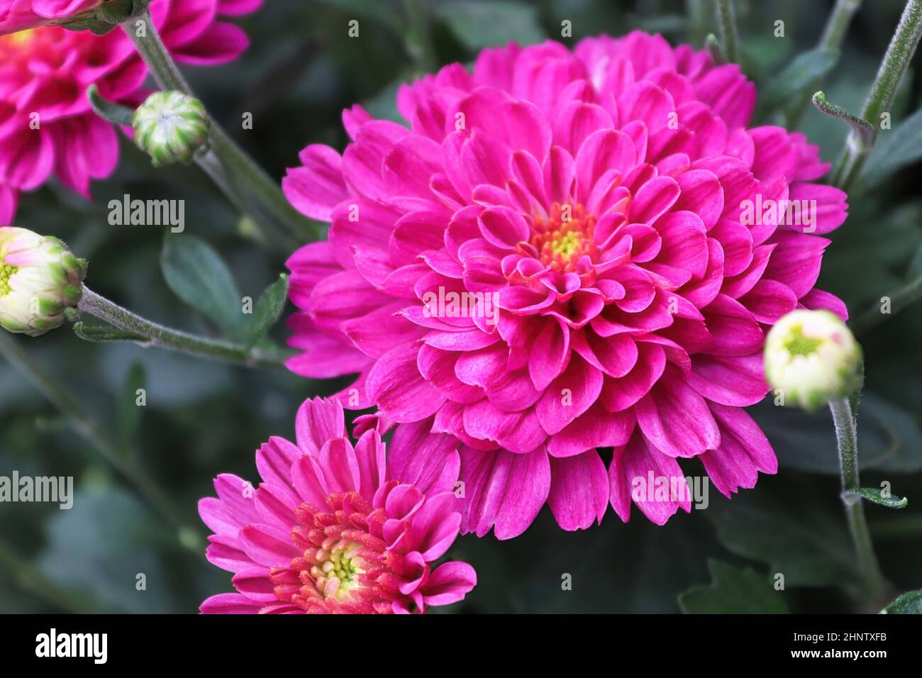 Macro de mums de jardin rose en croissance à l'automne. Banque D'Images