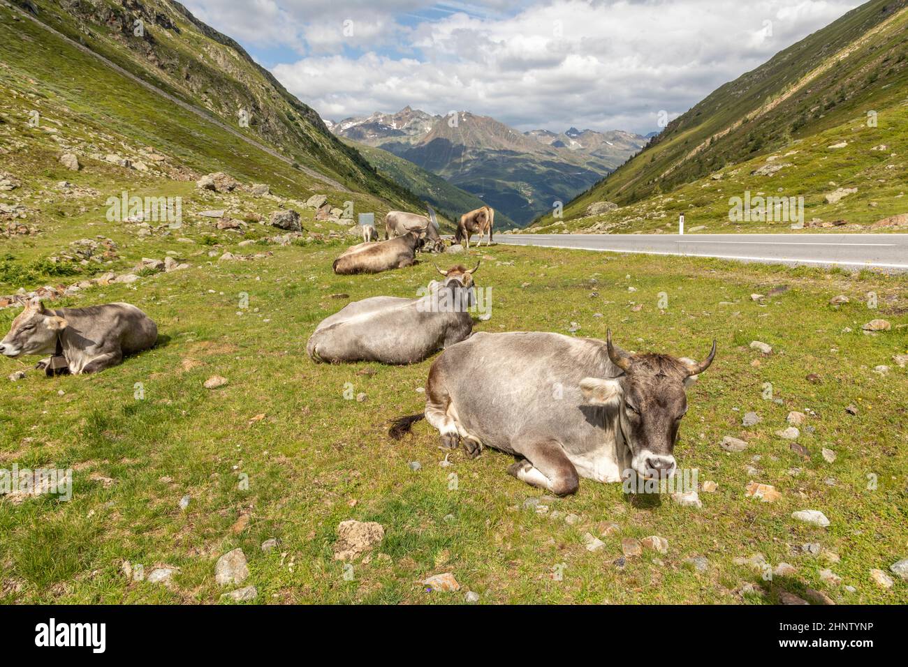 Vaches en pâturage dans les montagnes, Passo Rombo - Timmelsjoch, frontière italo-autrichienne, Europe Banque D'Images