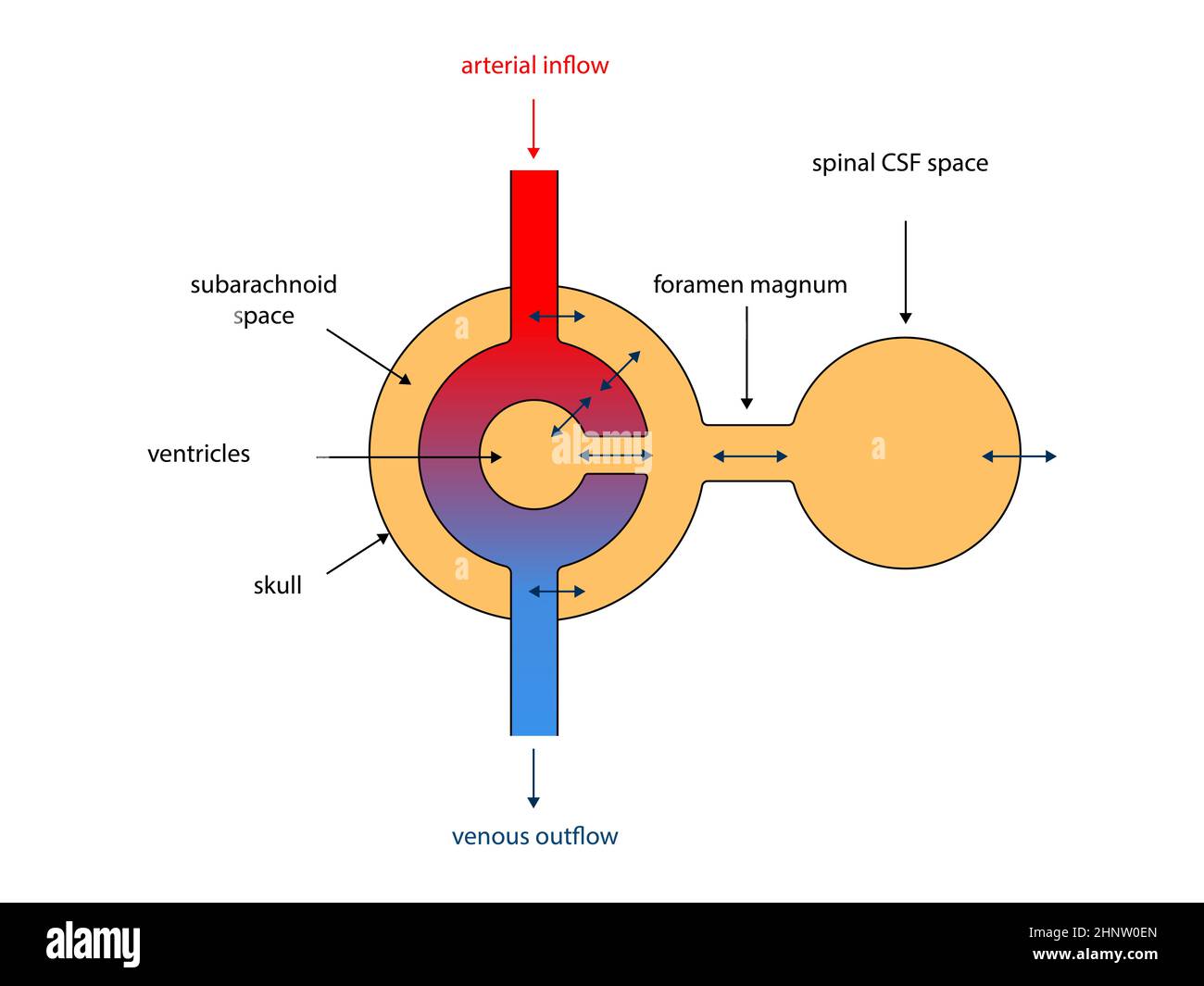 Système ventriculaire. Coupe transversale d'un cerveau humain avec ventricules et liquide céphalorachidien, doctrine Monro-Kellie, homéostasie, graphique 2d, illustrati Banque D'Images