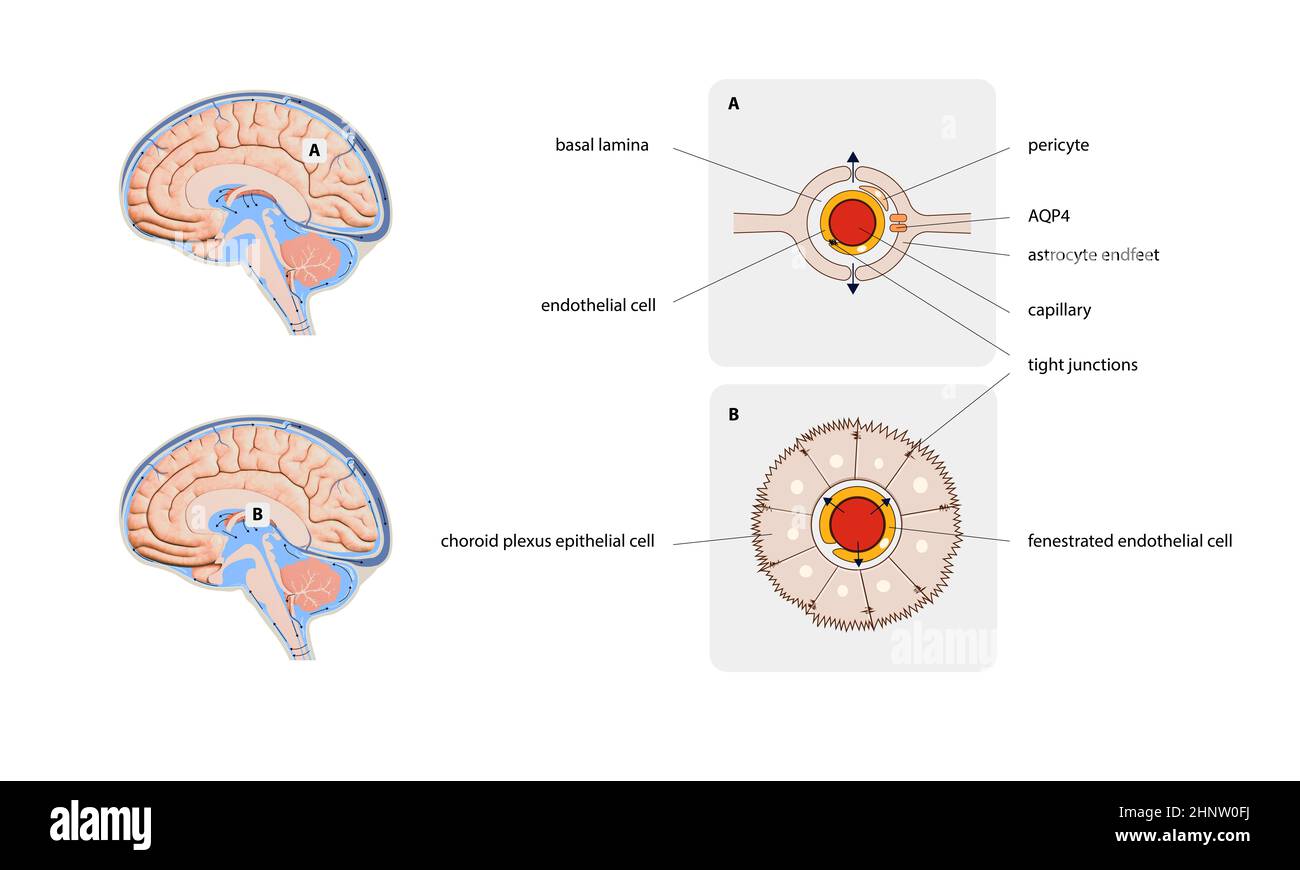 Schéma illustrant le liquide céphalo-rachidien CSF dans le système nerveux central du cerveau. Structure du cerveau, graphique 2d, illustration Banque D'Images