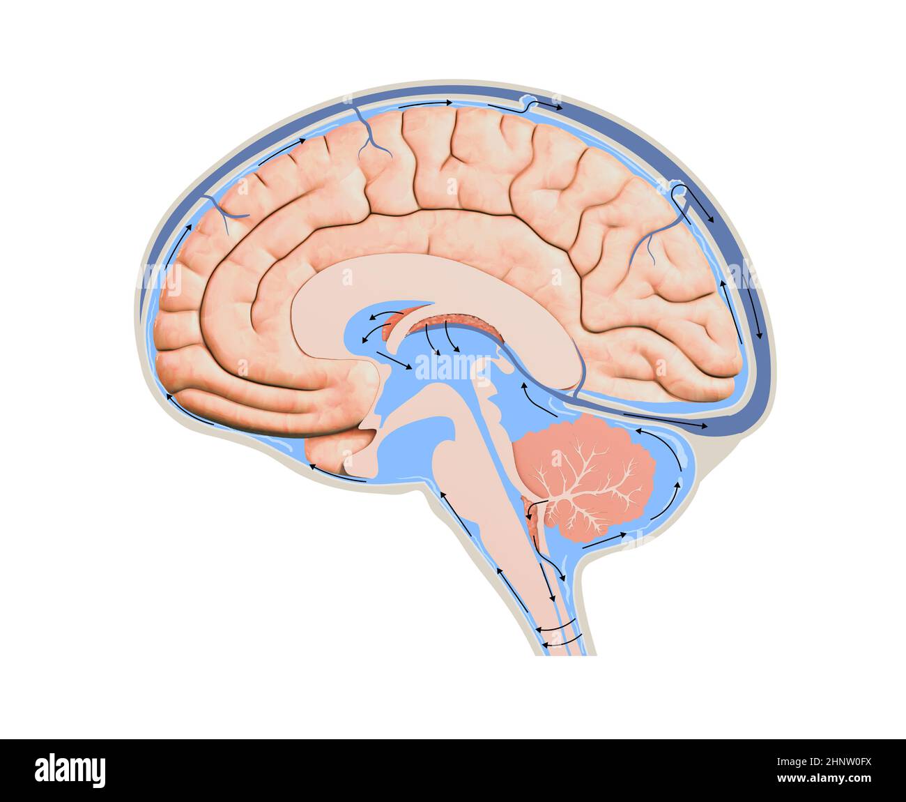 Schéma illustrant le liquide céphalo-rachidien CSF dans le système nerveux central du cerveau. Structure du cerveau, graphique 2d, illustration Banque D'Images