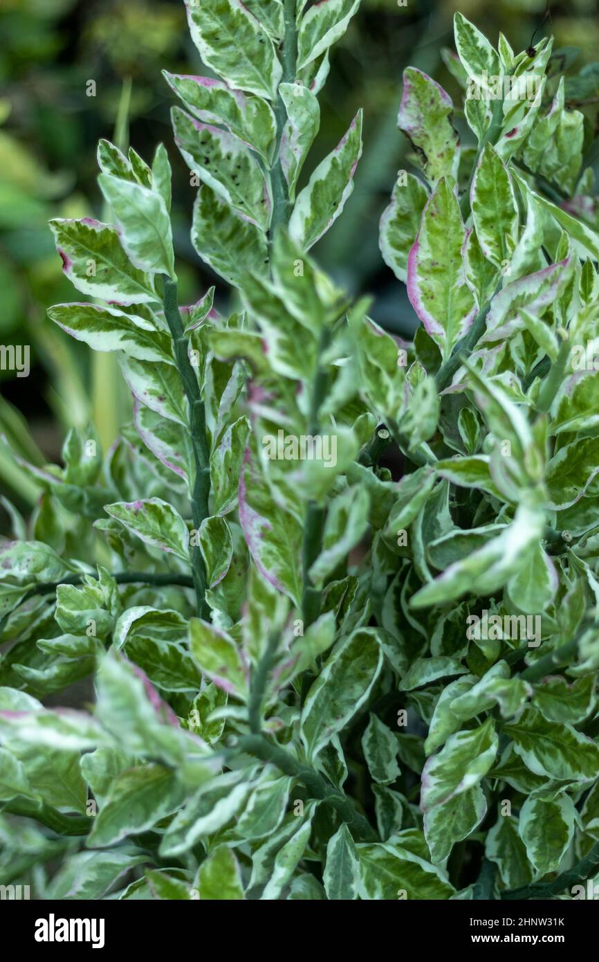 Pedilanthus tithymaloides Diégated Diable's Backbone ou Red Bird ou False Bird plantes Banque D'Images