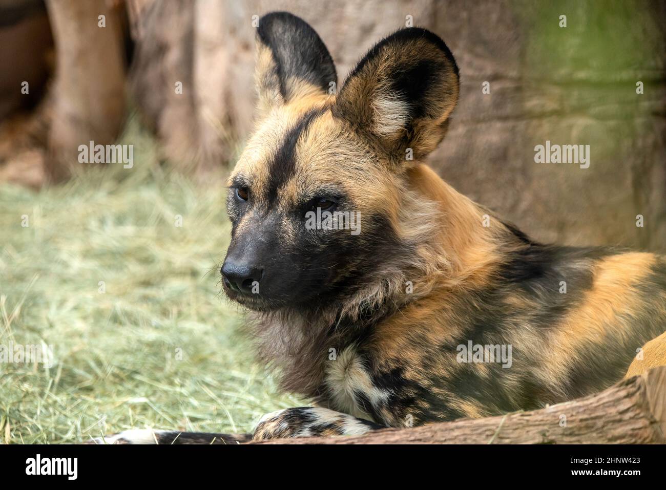 Les chiens sauvages d'Afrique Banque D'Images