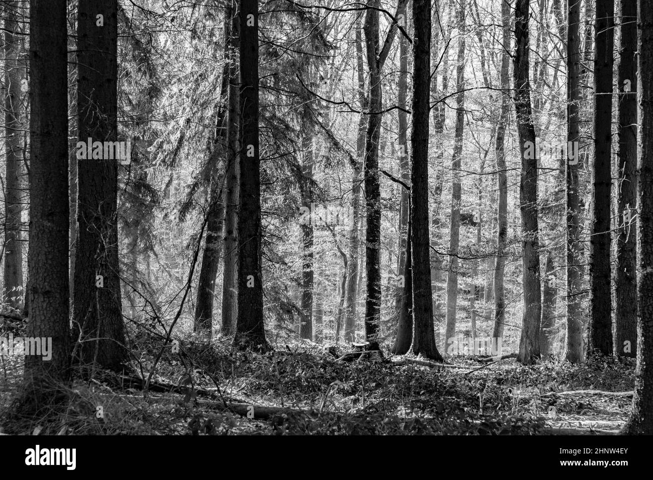 Chemin gelé très agréable.Campagne d'hiver.Bois charmant au lever du soleil. Banque D'Images