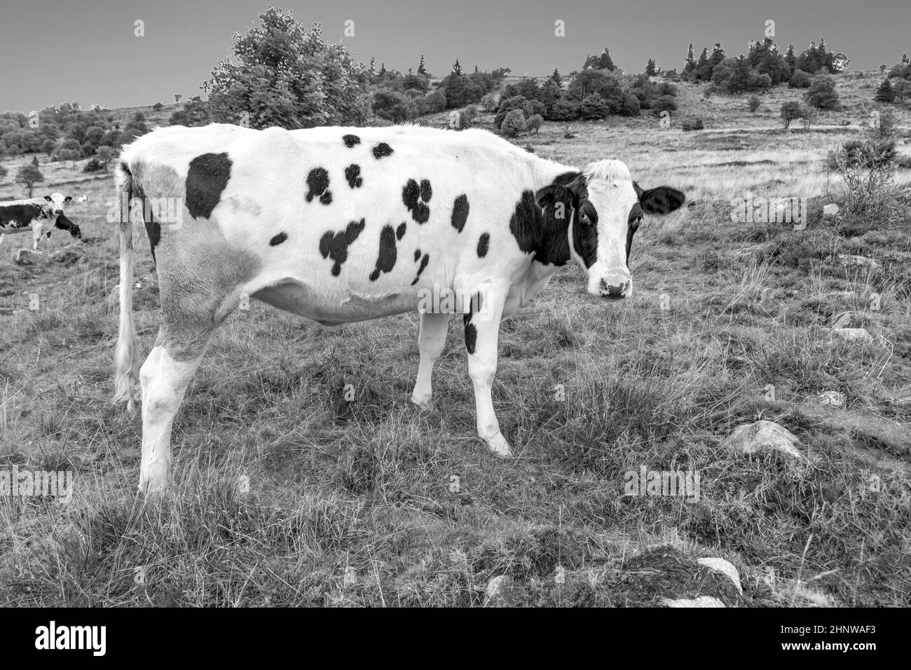 La vache Holstein aime le pâturage à la prairie du sommet petit ballon dans la région Alsace de la France Banque D'Images