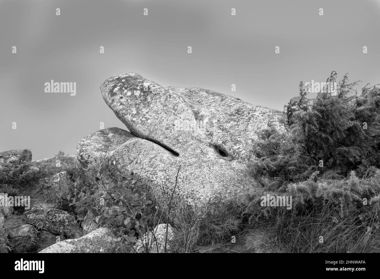 Des rochers pittoresques comme un lion endormi ou un géant endormi au sommet du petit ballon de montagne tne dans la région des Alscae, en France Banque D'Images