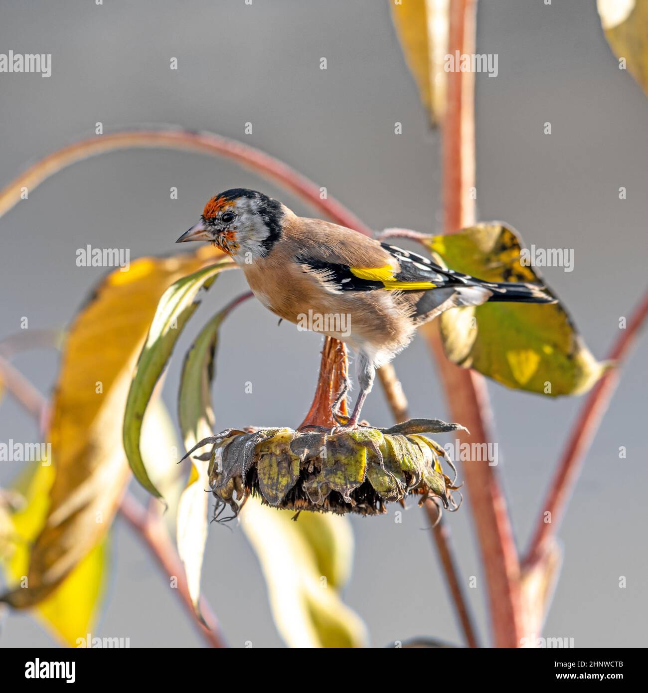 Chardonneret est assis sur un vieux avec des graines de tournesol entre en face de tournesols en fleurs fond vert floue Banque D'Images