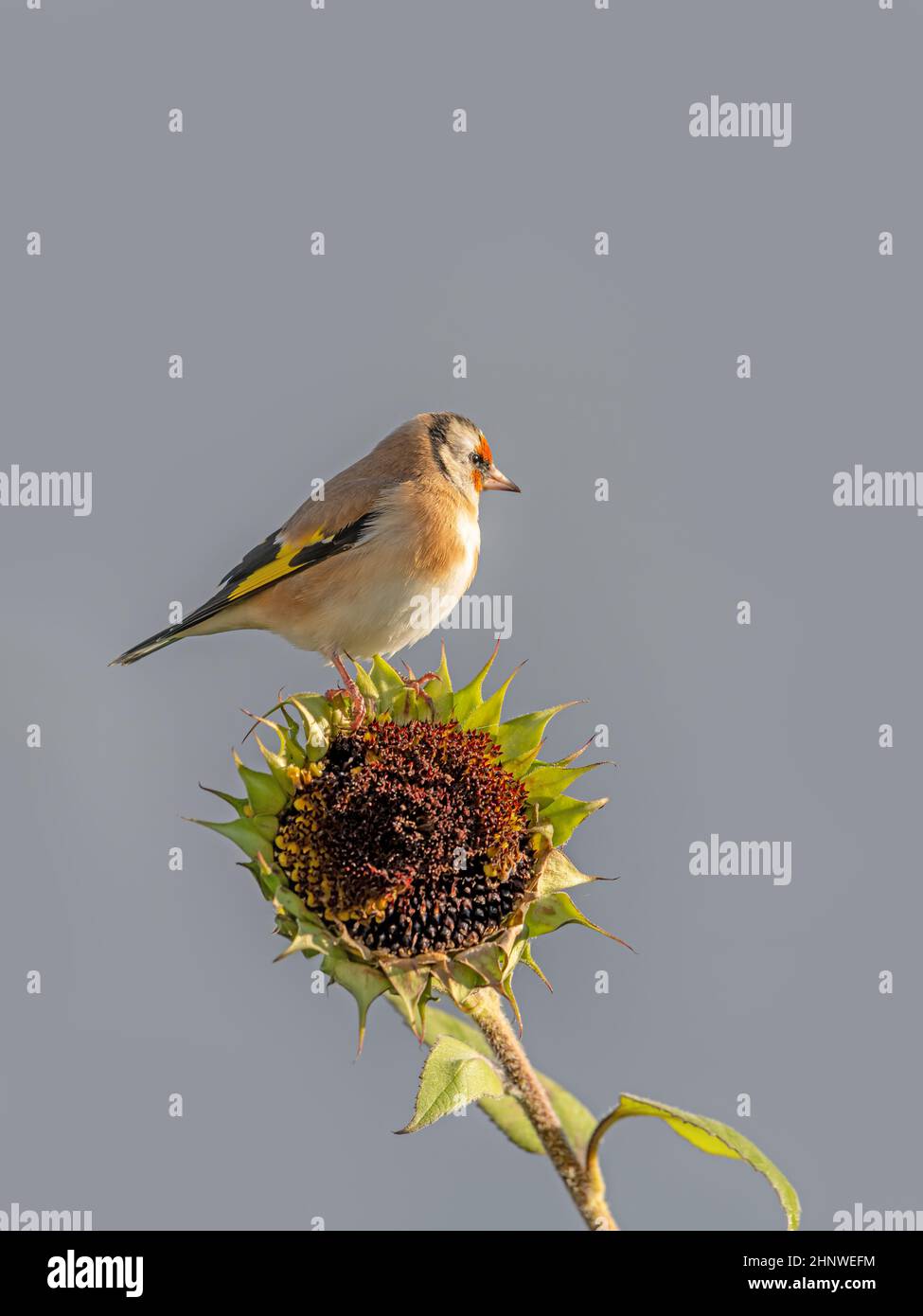 Goldfinch se trouve sur un vieux tournesol avec des graines entre des tournesols fleuris devant un fond gris Banque D'Images